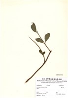 藏品(華八仙)的圖片